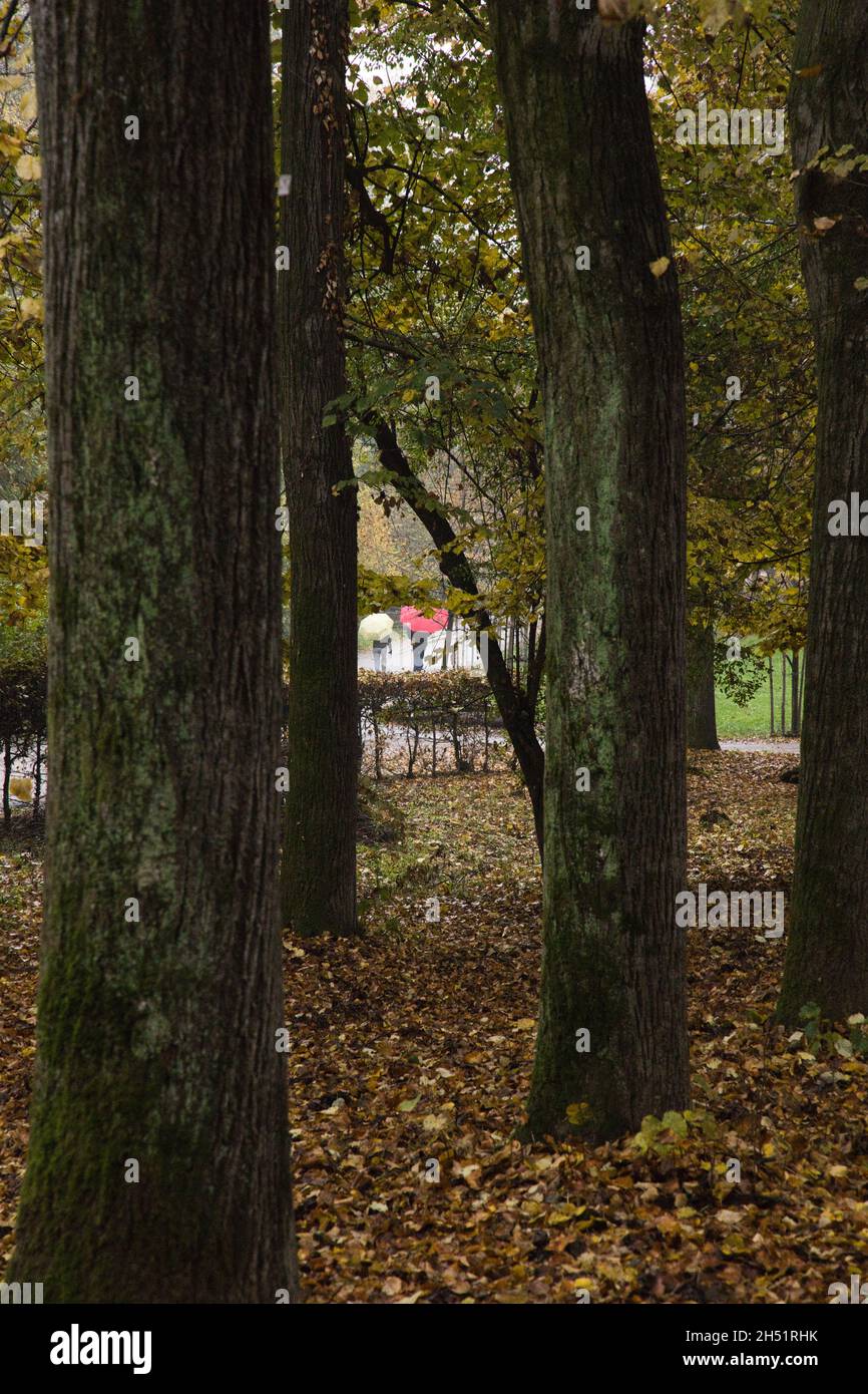 Park during autumn with tree with yellow leaves Stock Photo - Alamy
