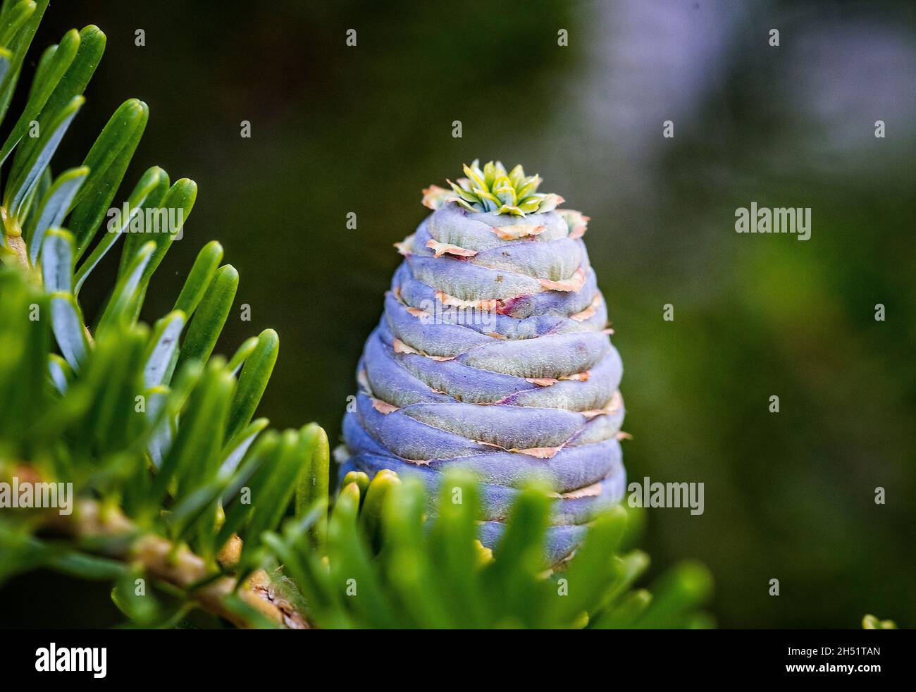Close-up of young blue cones on the branches of fir Abies koreana or Korean Fir in spring on on green garden bokeh background. Selective focus. Beauti Stock Photo