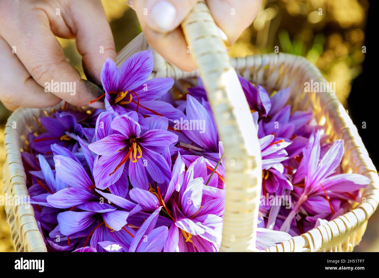 Harvest season of purple flowers saffron in basket Stock Photo Alamy