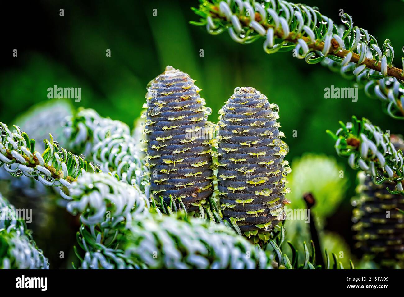 Close-up of young blue cones on the branches of fir Abies koreana or Korean Fir on green garden bokeh background. Selective focus. Beautiful evergreen Stock Photo