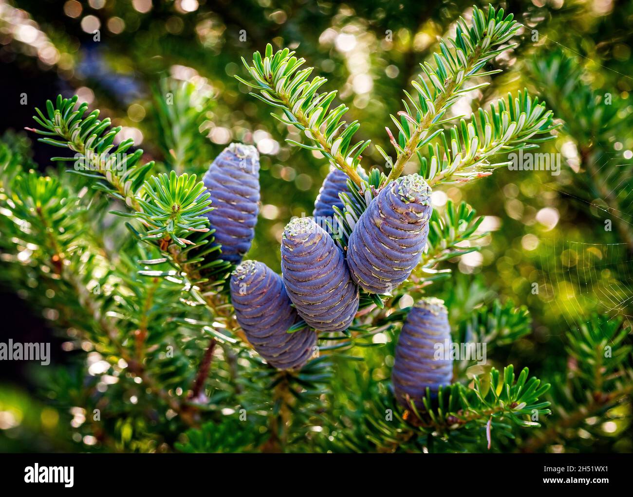 Close-up of young blue cones on the branches of fir Abies koreana or Korean Fir on green garden bokeh background. Selective focus. Beautiful evergreen Stock Photo