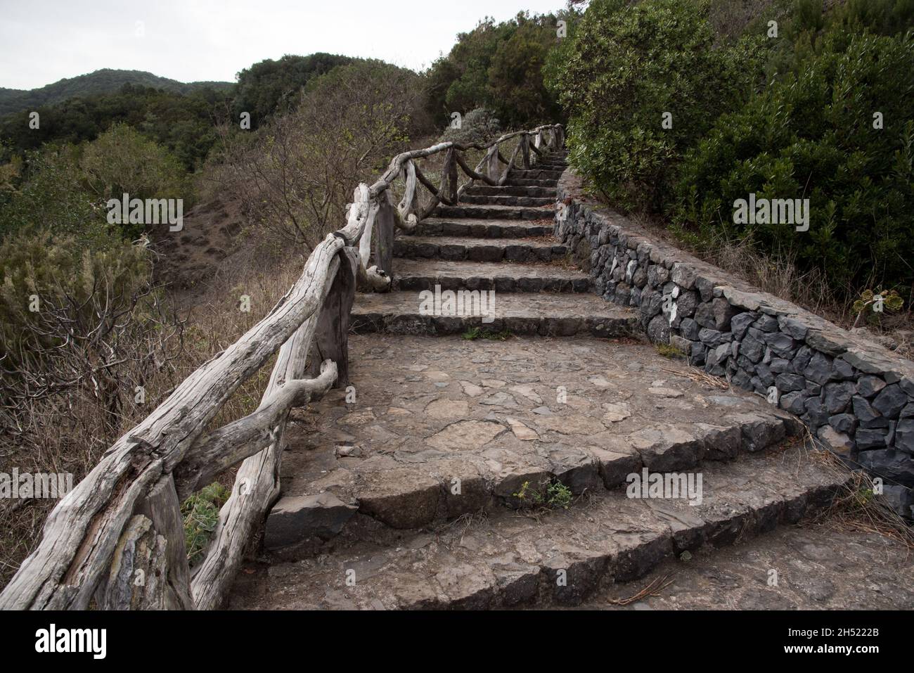 A subtropical laurel forest covers the heights of La Gomera of the