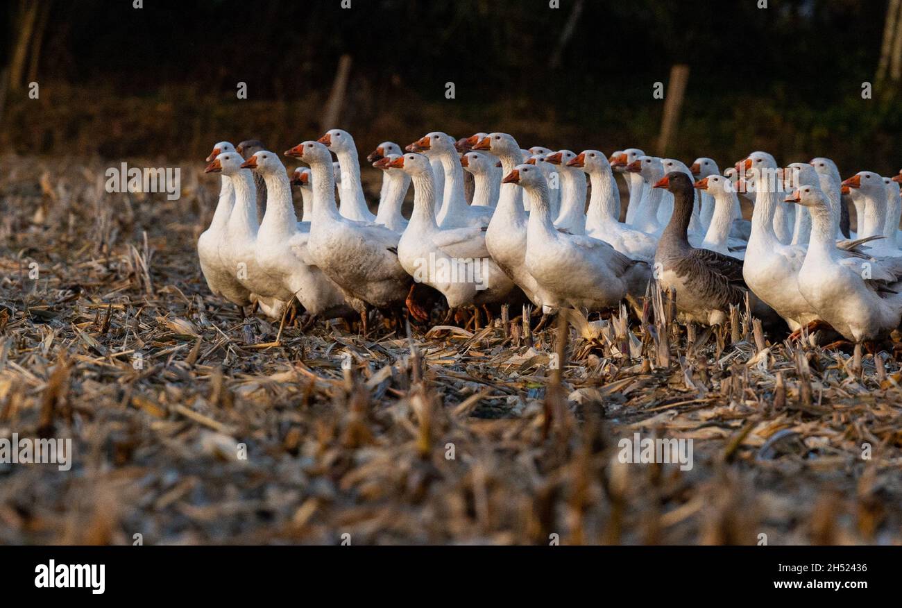 Domestic goose hungary hires stock photography and images Alamy