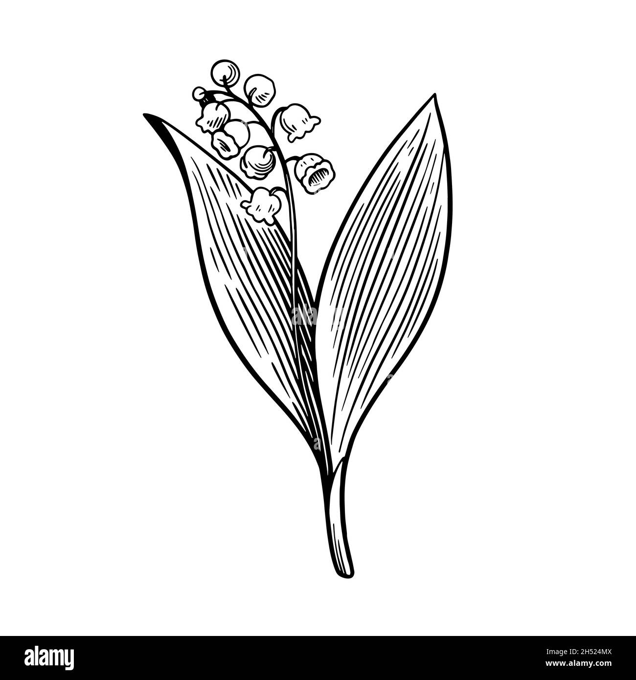 Lily of the valley isolated on white background. Hand drawn vector