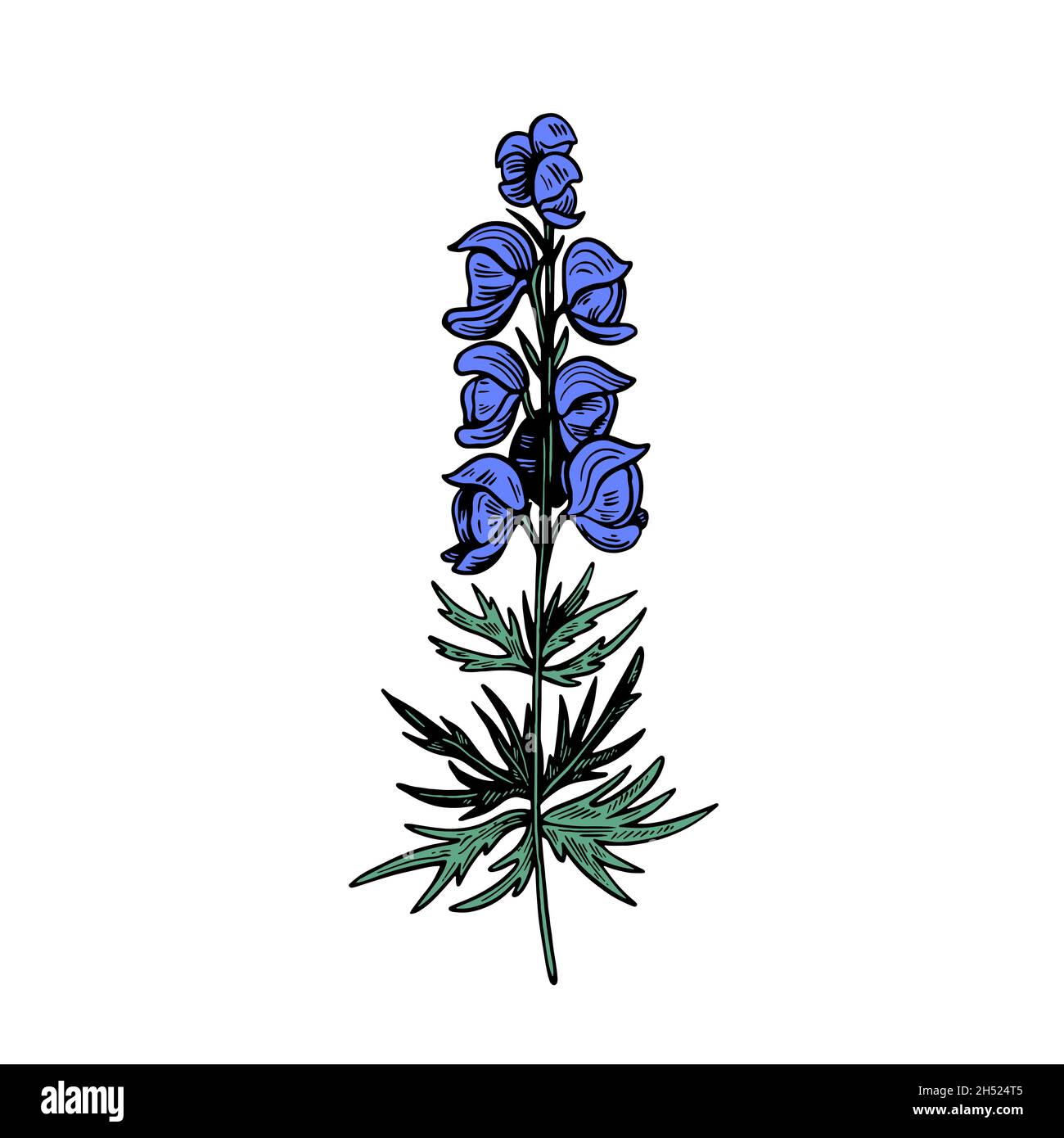 Poisonous plant Aconitum isolated on white background. Hand drawn vector illustration in engraving style. Stock Vector