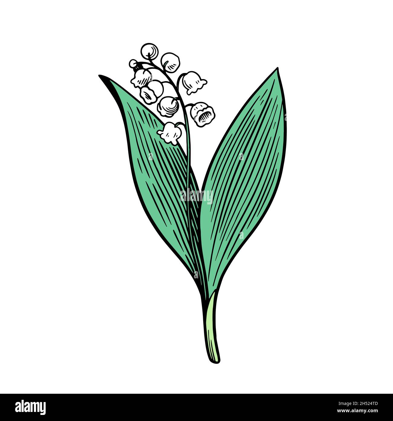 Lily of the valley isolated on white background. Hand drawn vector ...