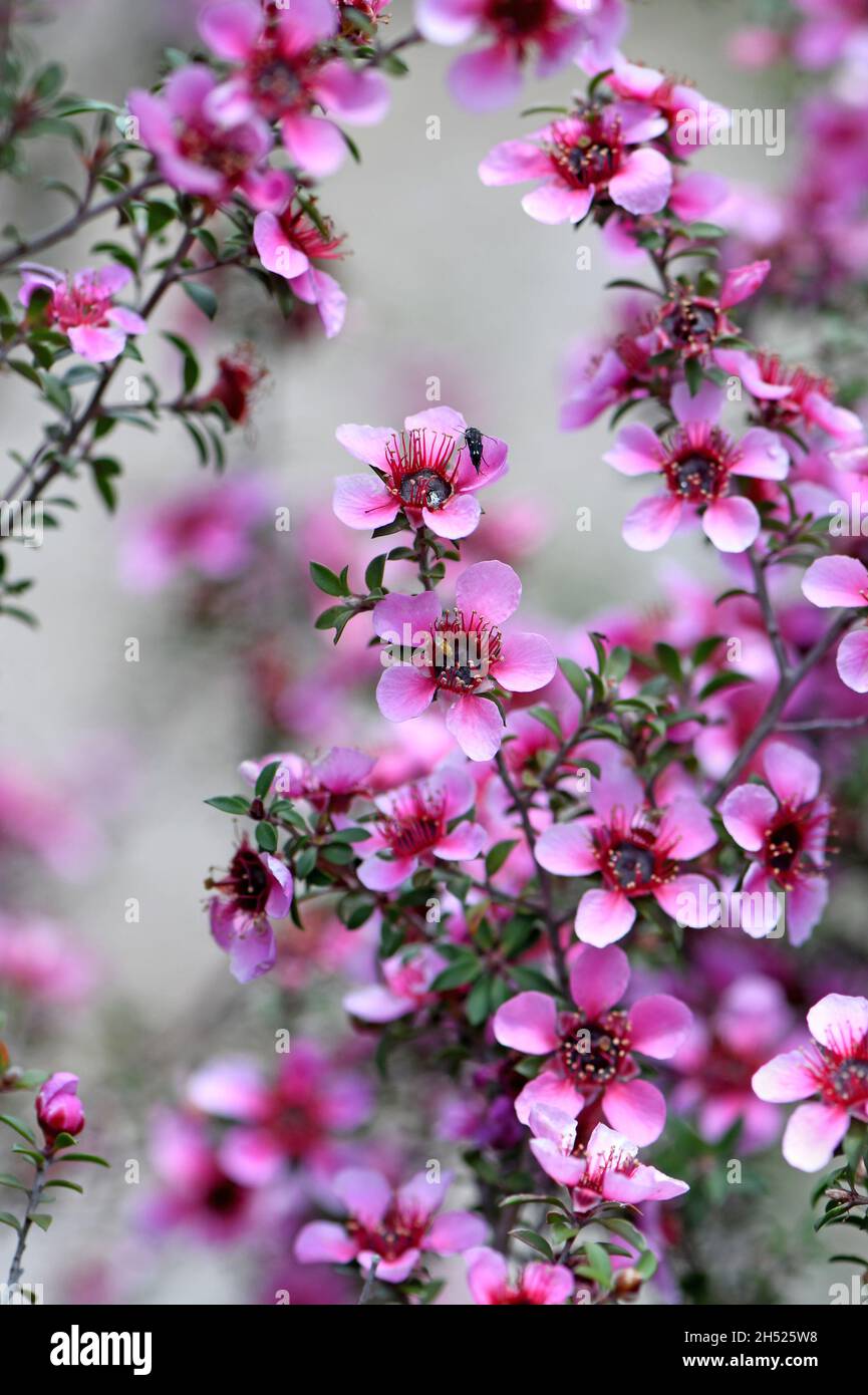 Beautiful Australian native pink Manuka tea tree flowers of Leptospermum scoparium, family Myrtaceae, growing in Sydney Stock Photo
