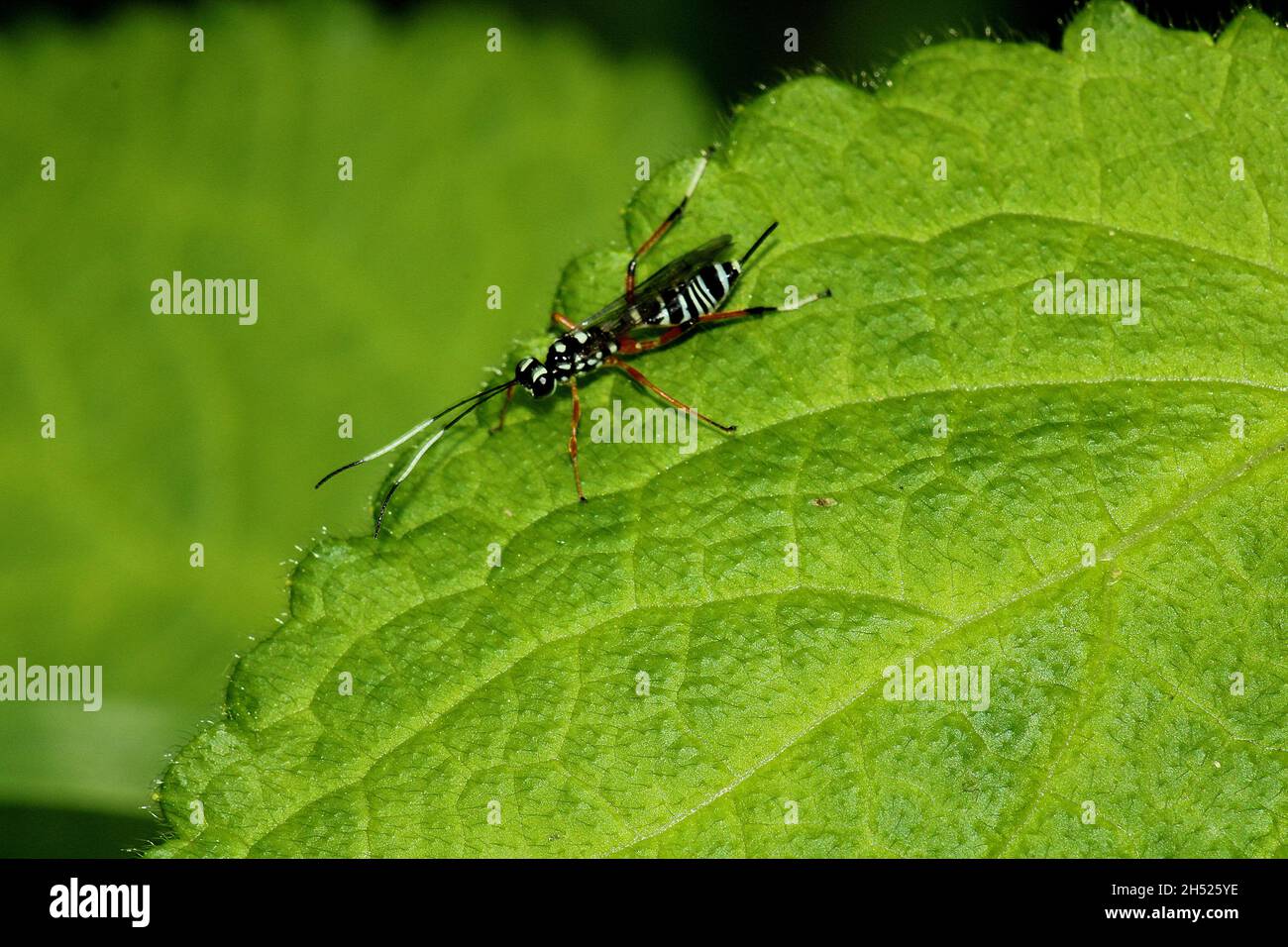 Lemon Tree Borer Parasitoid Wasp (Xanthocryptus novozealandicus Stock