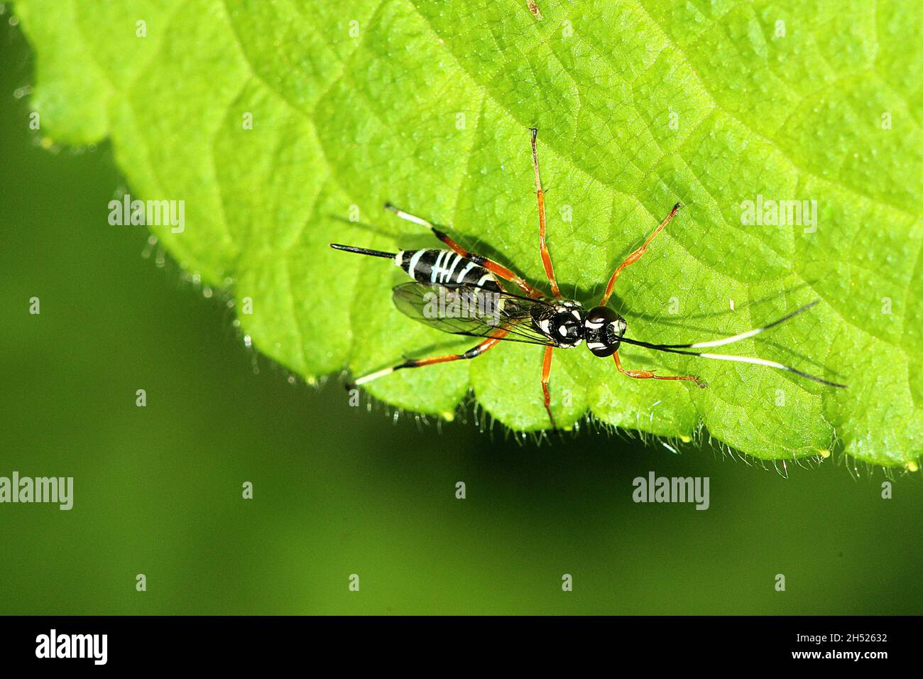 Lemon Tree Borer Parasitoid Wasp (Xanthocryptus novozealandicus Stock