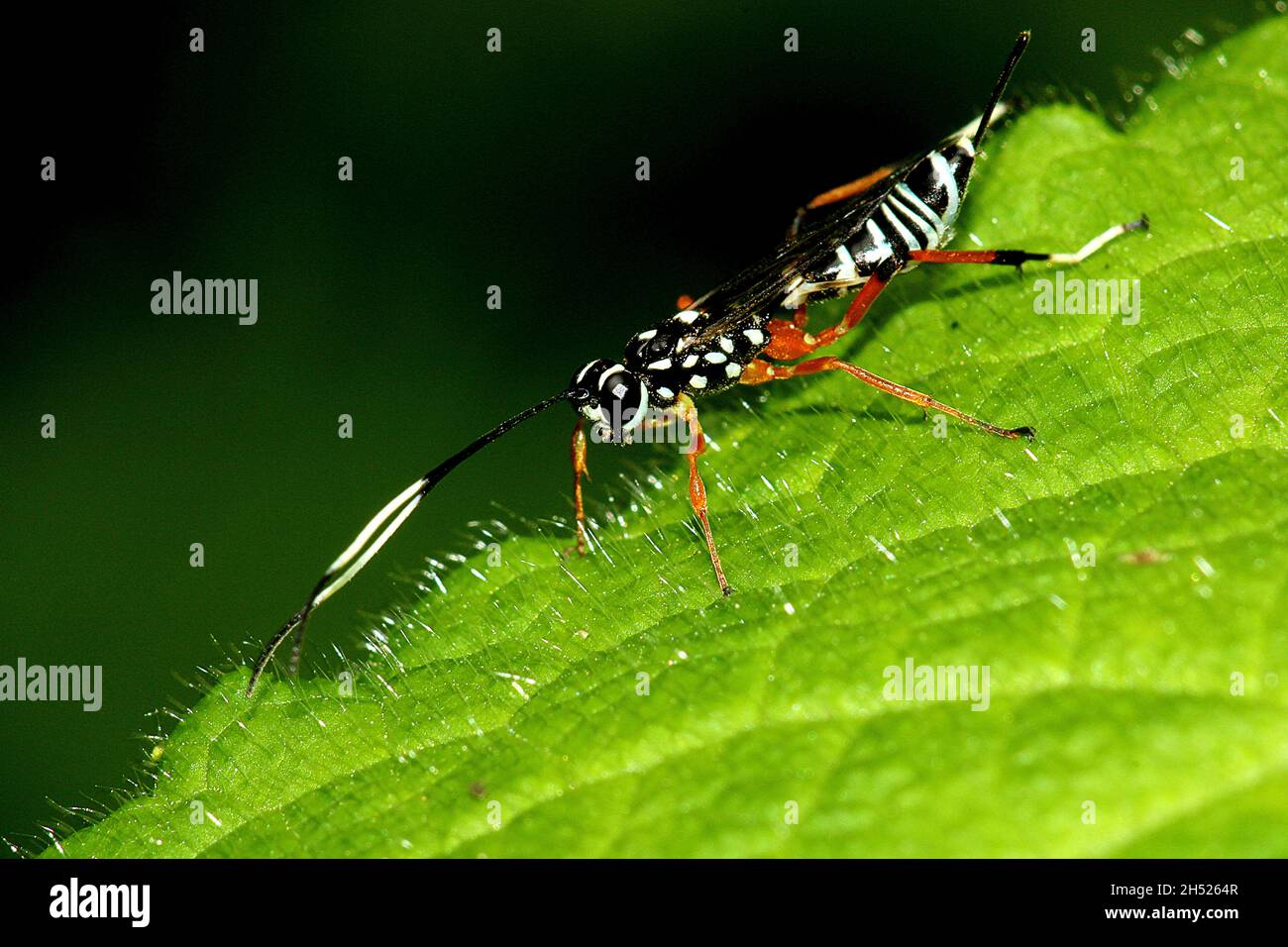 Lemon Tree Borer Parasitoid Wasp (Xanthocryptus novozealandicus Stock