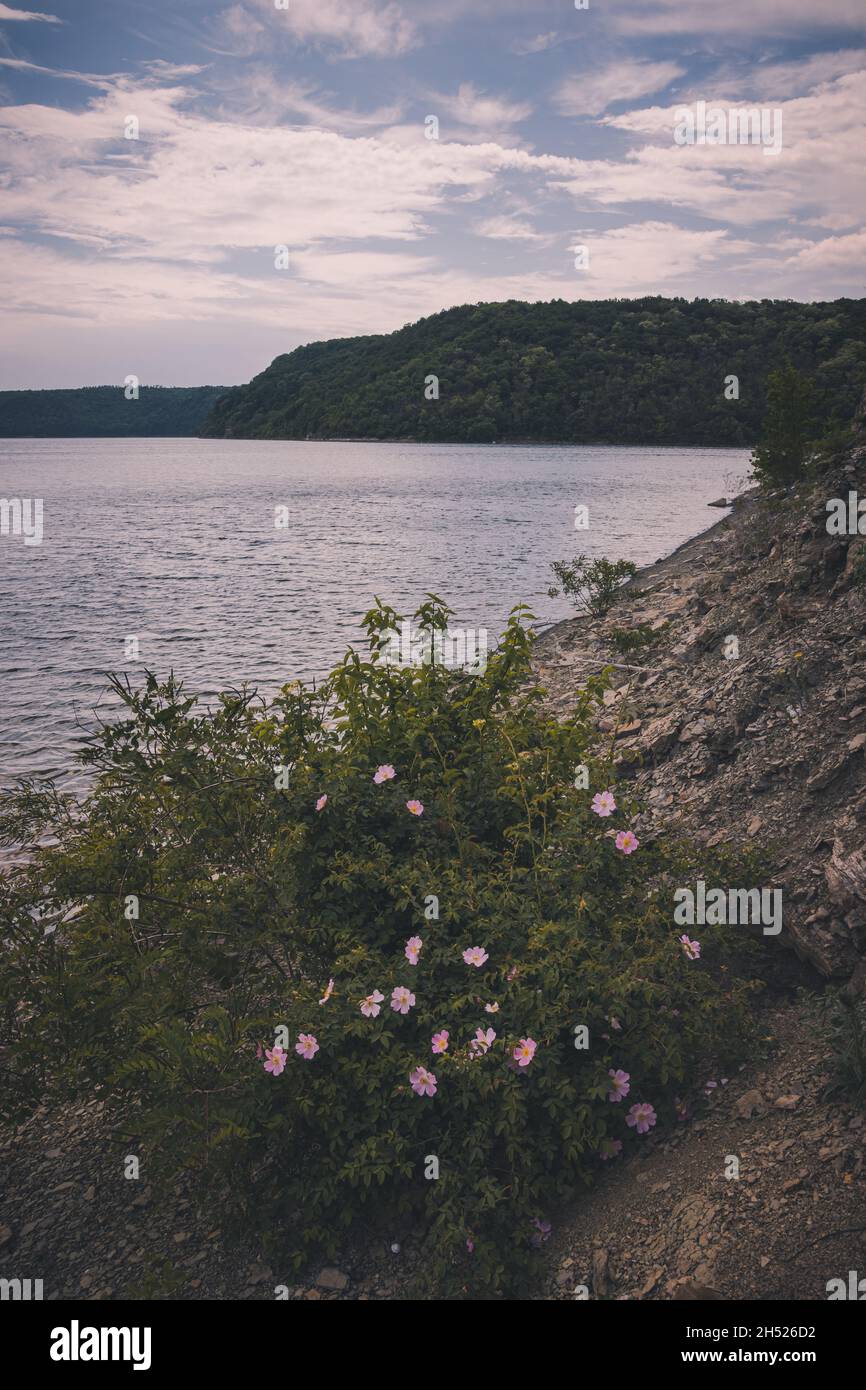 Beautiful Flowers on the Slope of the Dniester River, Landscape of the river Stock Photo