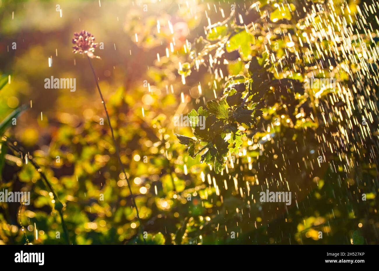 Plants leaves under a heavy rain shower with waterdrops in the golden