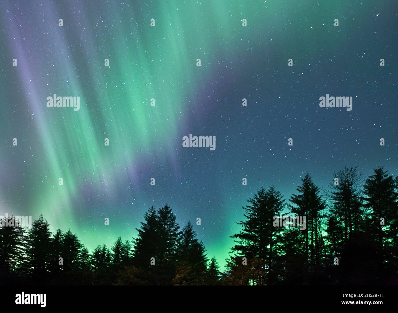 Aurora Borealis (northern lights) in purple and green in the night sky in Alaska with spruce and hemlock trees silhouetted. Stock Photo