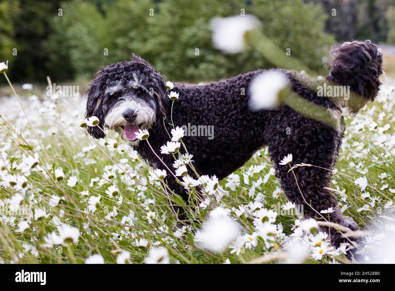 Happy bernadoodle dog laying field summer day. Stock Photo
