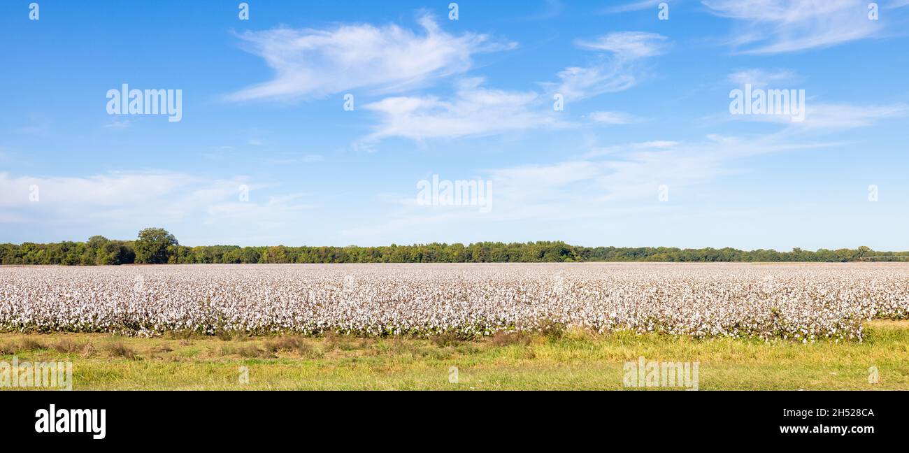 Biscoe, Arkansas, USA - October 18, 2021: One of the Cotton plantations along AR-33 Stock Photo