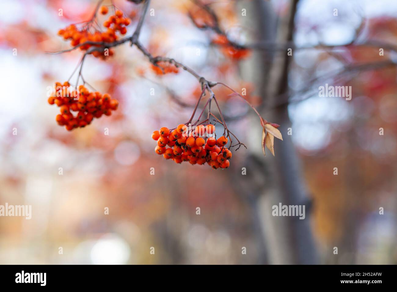Berries of mountain ash branches are red on a blurry autumn background. Autumn harvest still life scene. Soft focus backdrop photography. Copy space. Stock Photo