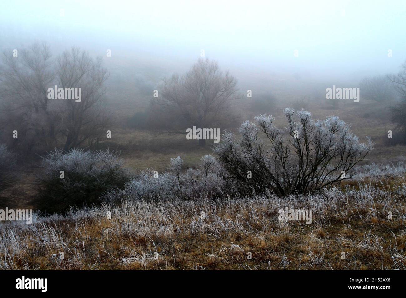 Morning frost on the field and trees in the mist. Stock Photo