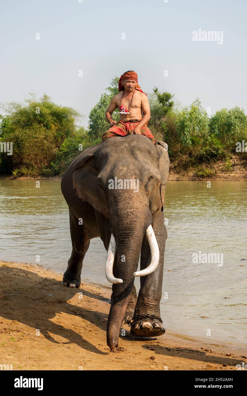 SURIN, THAILAND - MARCH 10, 2018 : Unidentified Mahud in Old Tranditional  Costume Ridding on Big Head Elephant with Large White Tusk Along the River  i Stock Photo - Alamy
