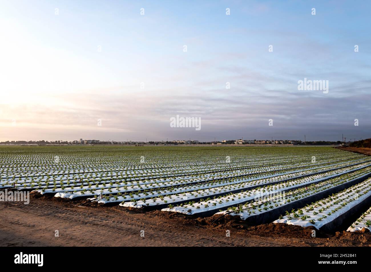Field of a freshly planted crop of strawberries, Oxnard, California Stock Photo