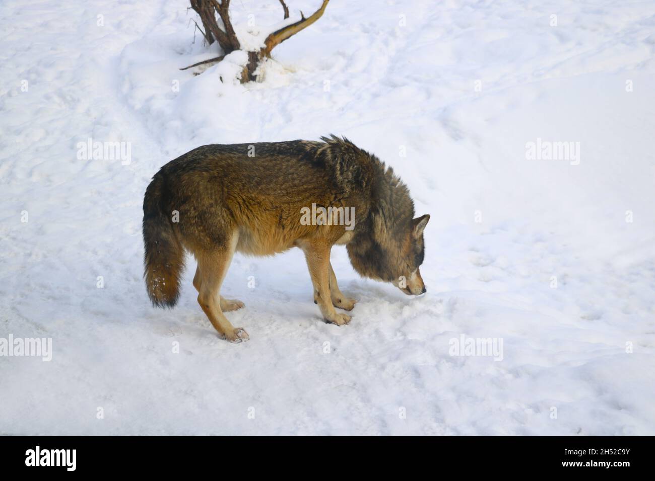 Close-up on the wolf. There is a trail in the snow. Stock Photo