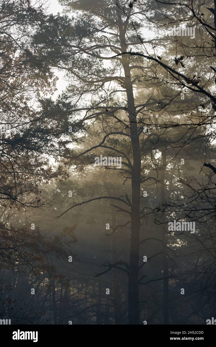 Mist in morning hi-res stock photography and images - Alamy