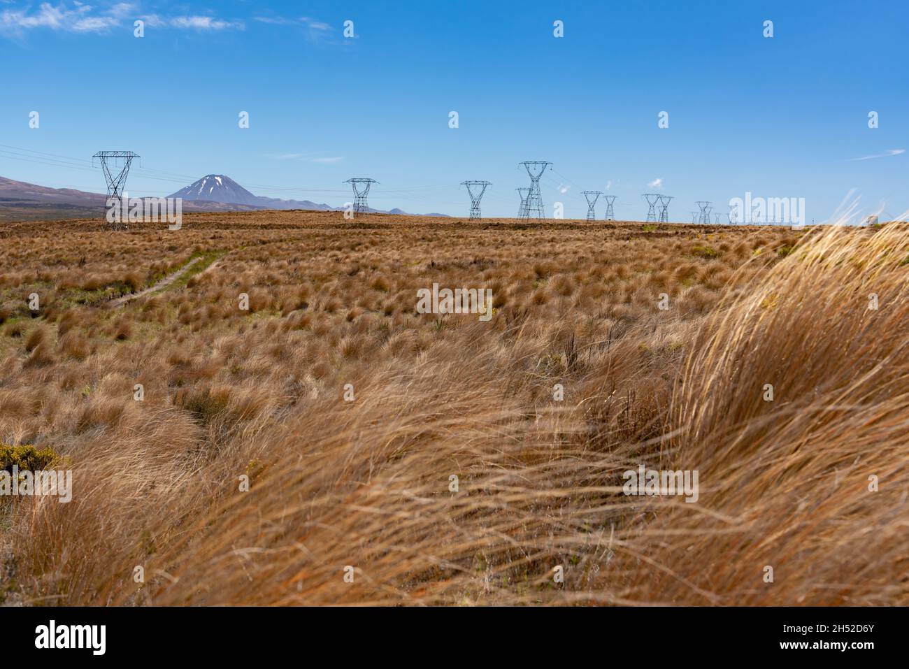 Tussock grass in Tongariro National Park, North Island, New Zealand Stock Photo