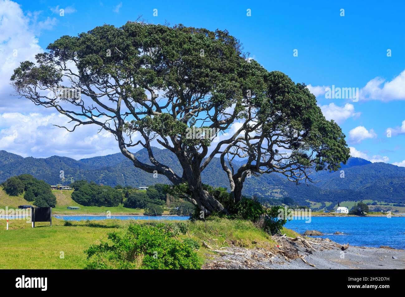 A pohutukawa tree growing on the coast at Raukokore, New Zealand. to the right of it is the historic Anglican Church of Raukokore Stock Photo