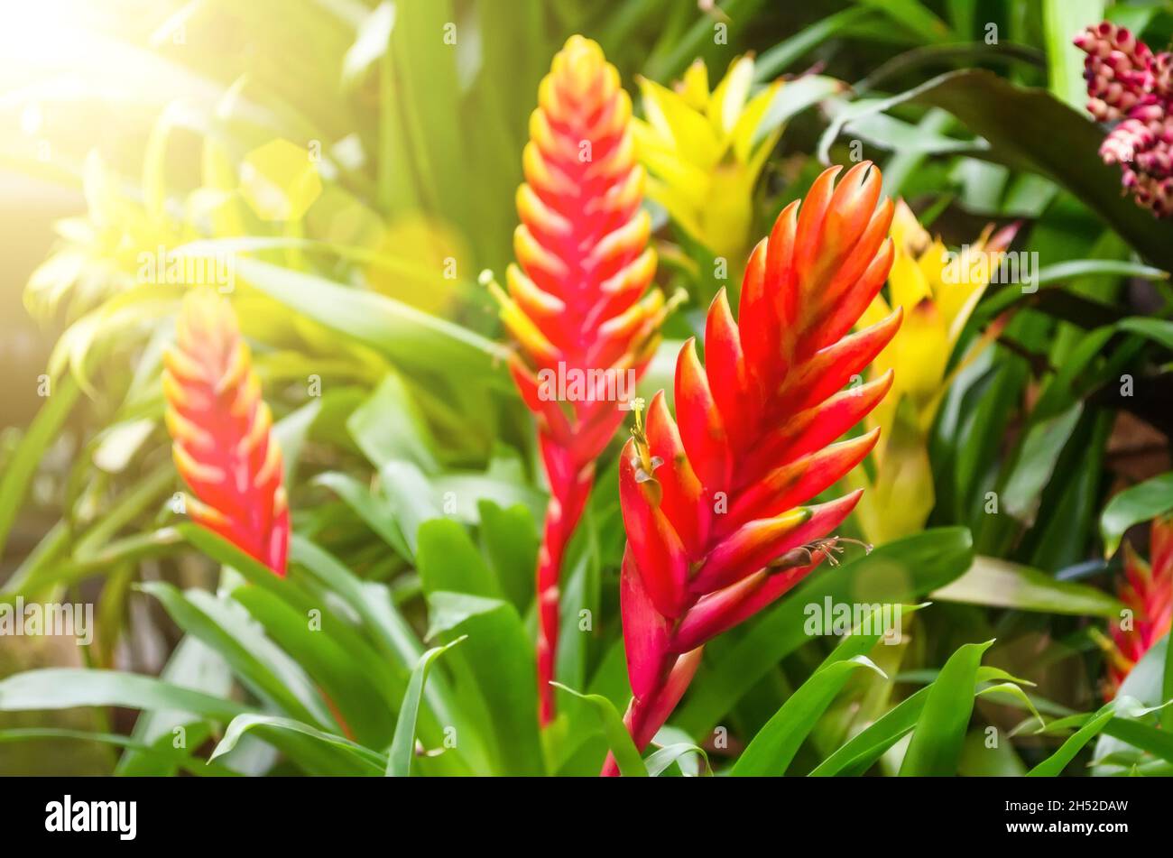Flowering vriesea plants of tropical moist forest Stock Photo