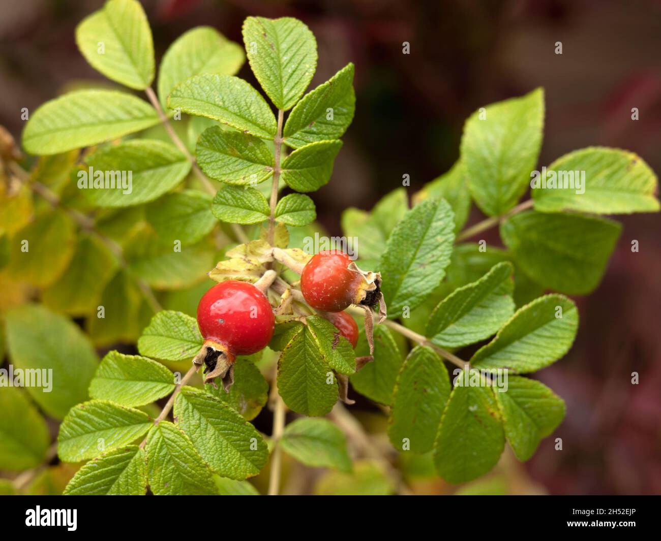 Closeup of red hips of Rosa rugosa in late summer in the garden Stock Photo