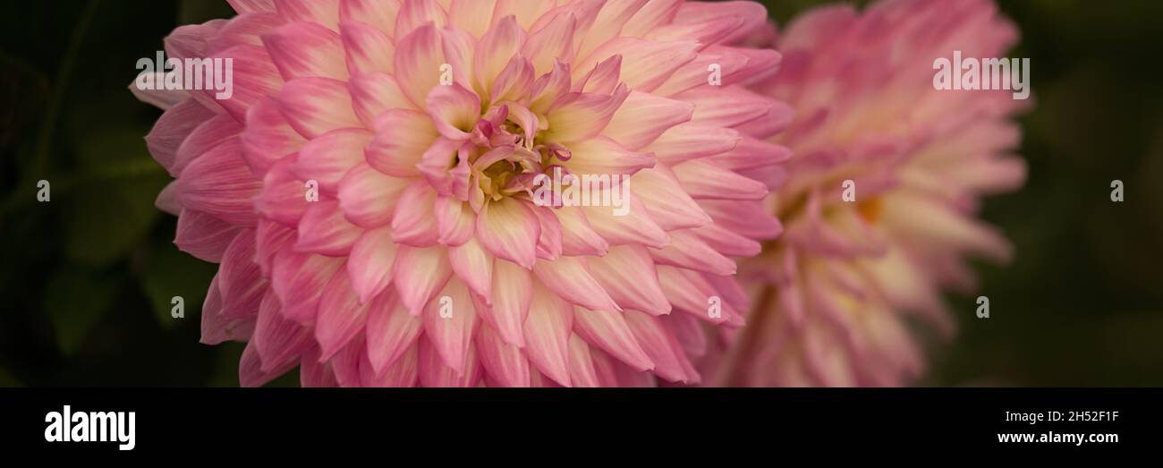 Panorama of closeup of pink and white Dahlia flower against a dark ...