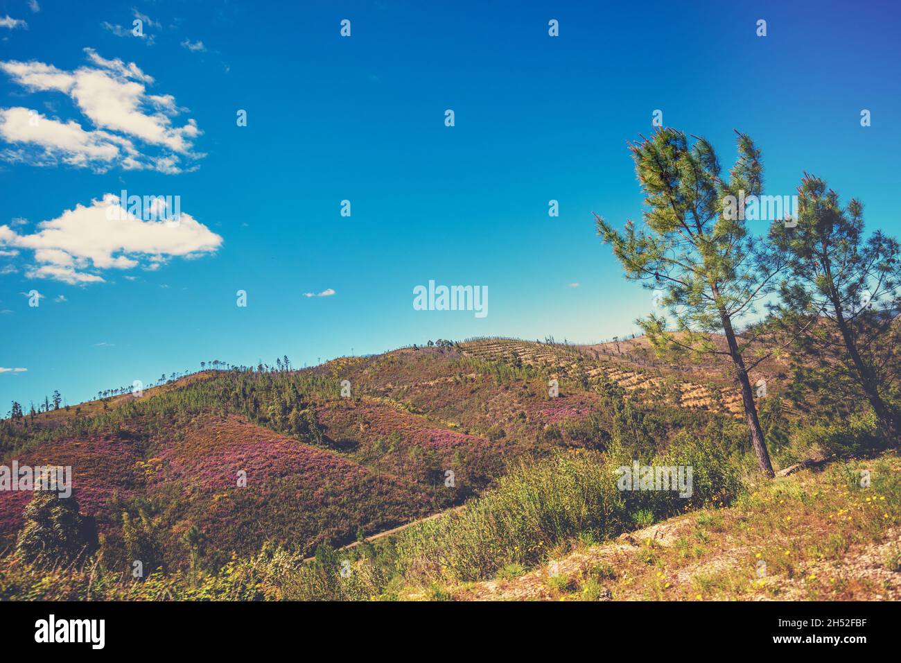 Mountain landscape in spring. Young pine forest on the slopes of the mountain. Portugal Stock Photo