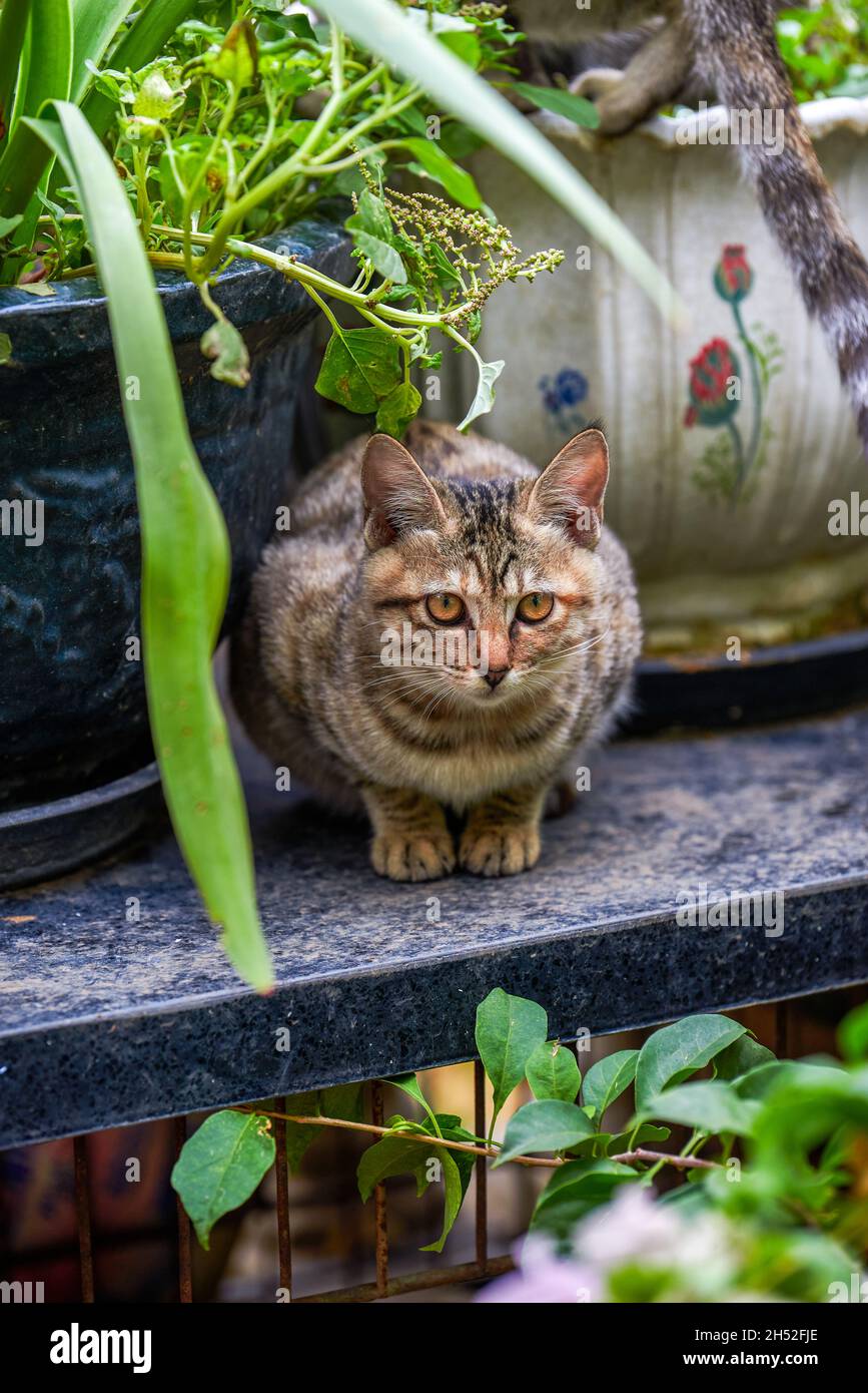 A graystriped Chinese idyllic cat squatting among plants in the garden