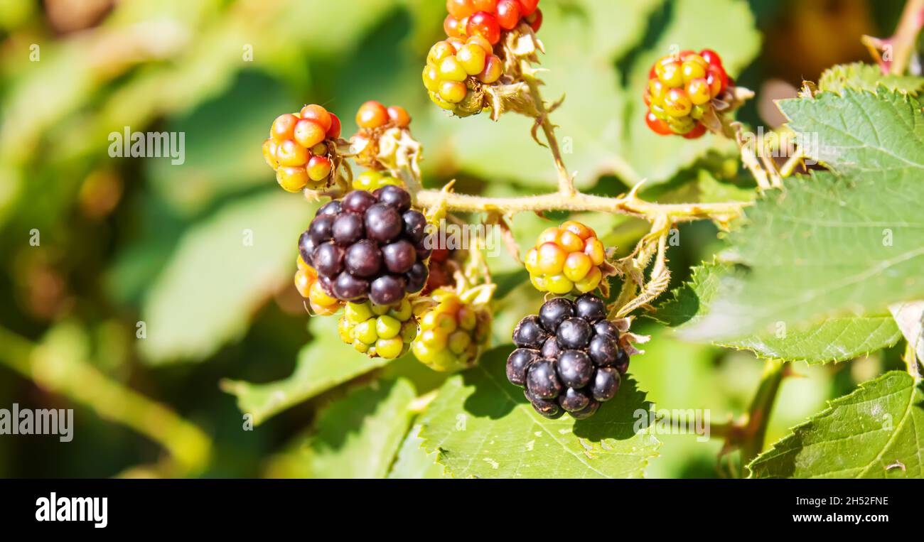 Blackberries grow in the garden. Ripe and unripe blackberries on a bush ...