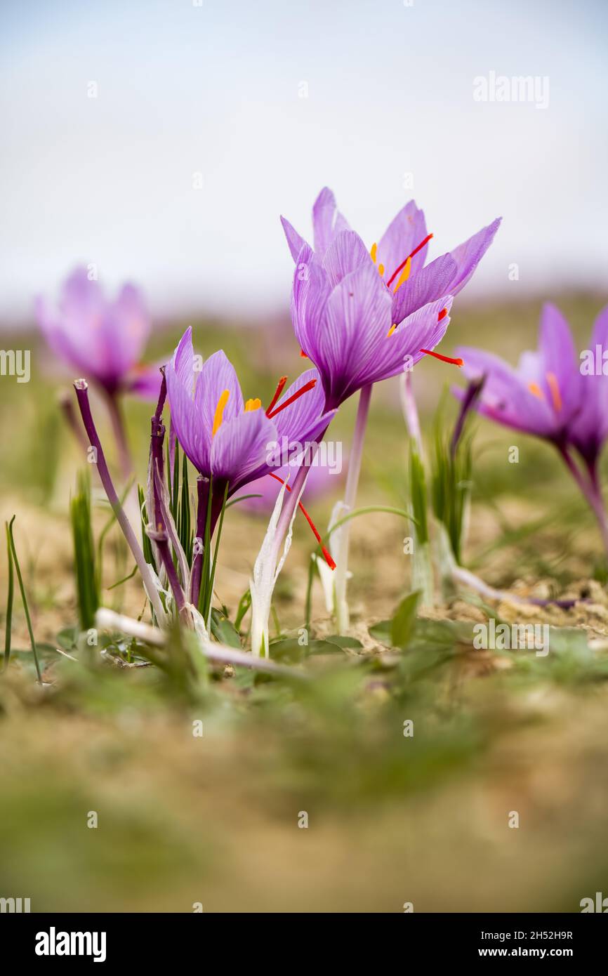 Saffron plant on ground, Crocus sativus  flowers on field, closeup view. Harvest collection season in Kozani Greece Stock Photo