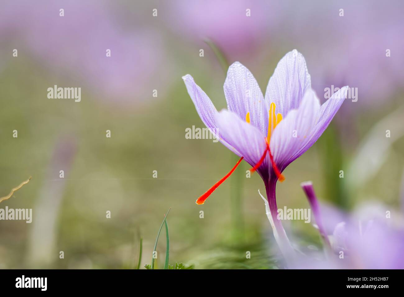 Saffron plant on ground, Crocus sativus flowers field,  closeup view. Harvest collection season in Kozani Greece Stock Photo