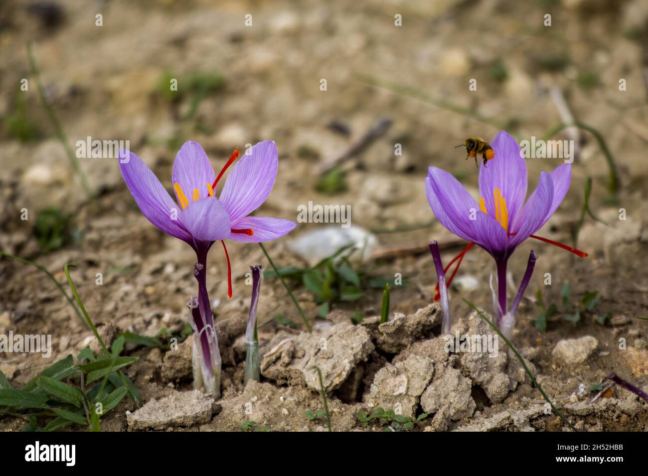 Saffron flowers on field. Crocus sativus plant on ground, closeup view. Harvest collection season in Kozani Greece Stock Photo