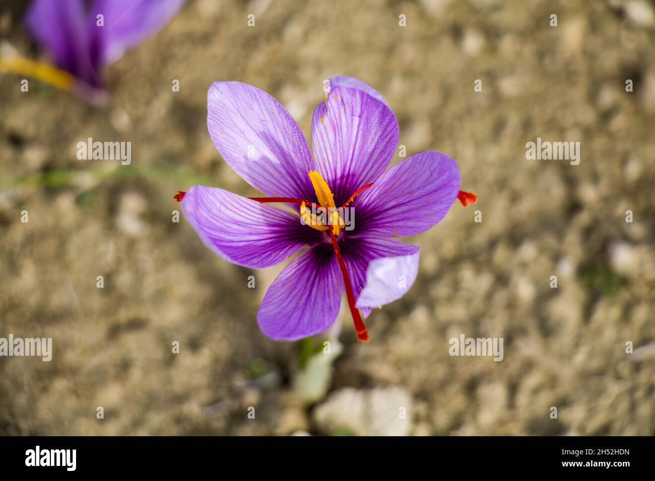 Saffron flowers on field. Crocus sativus blooming purple plant on
