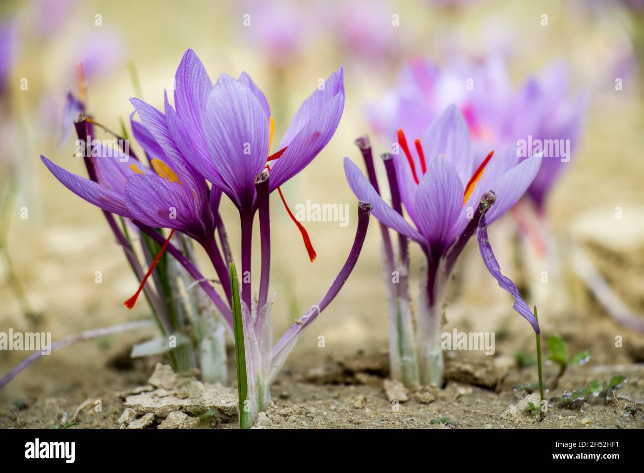Saffron flowers on field. Crocus sativus plant on ground, closeup view.  Harvest collection season in Kozani Greece Stock Photo - Alamy