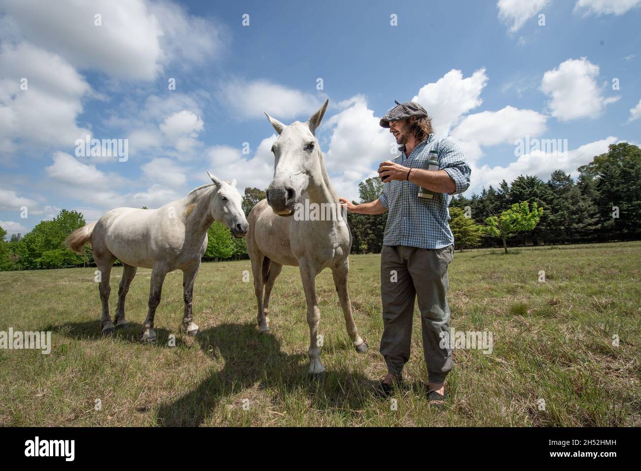 Fatima, Argentina. 04th Nov, 2021. Marcos Villamil (r) stands with a mate cup in his hand next to his horses Mora (l) and Tordo (m) shortly before the end of his journey. The 29-year-old has covered around 8600 kilometres through the South American country with his three horses. (to dpa 'Argentina the gaucho way: 8600 kilometres on horseback') Credit: Florencia Martin/dpa/Alamy Live News Stock Photo