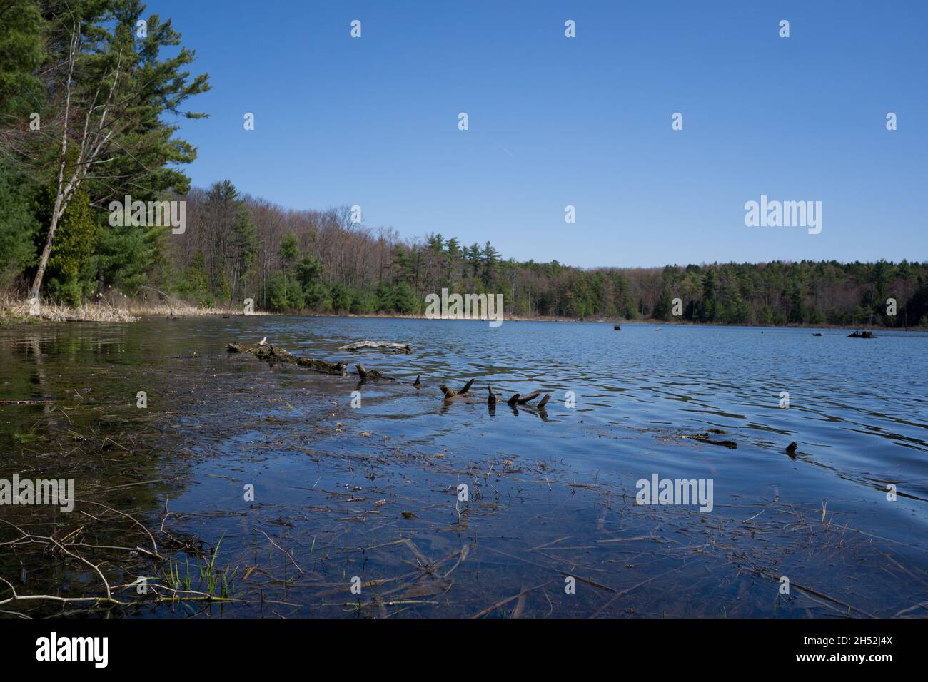 Pond in a state forest Stock Photo