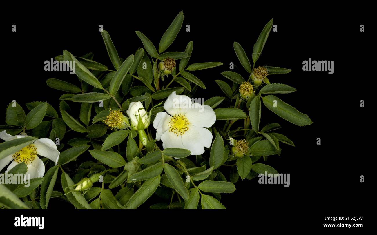 flowering fieldbriar plant with white flower, Rosa agrestis on black background, studio shot. Stock Photo