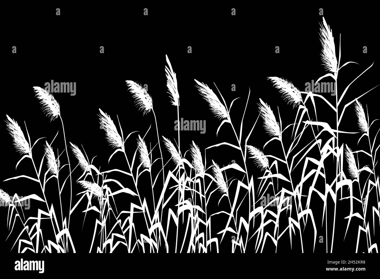 Vector hand drawing sketch with reeds or cane Stock Vector Image & Art ...