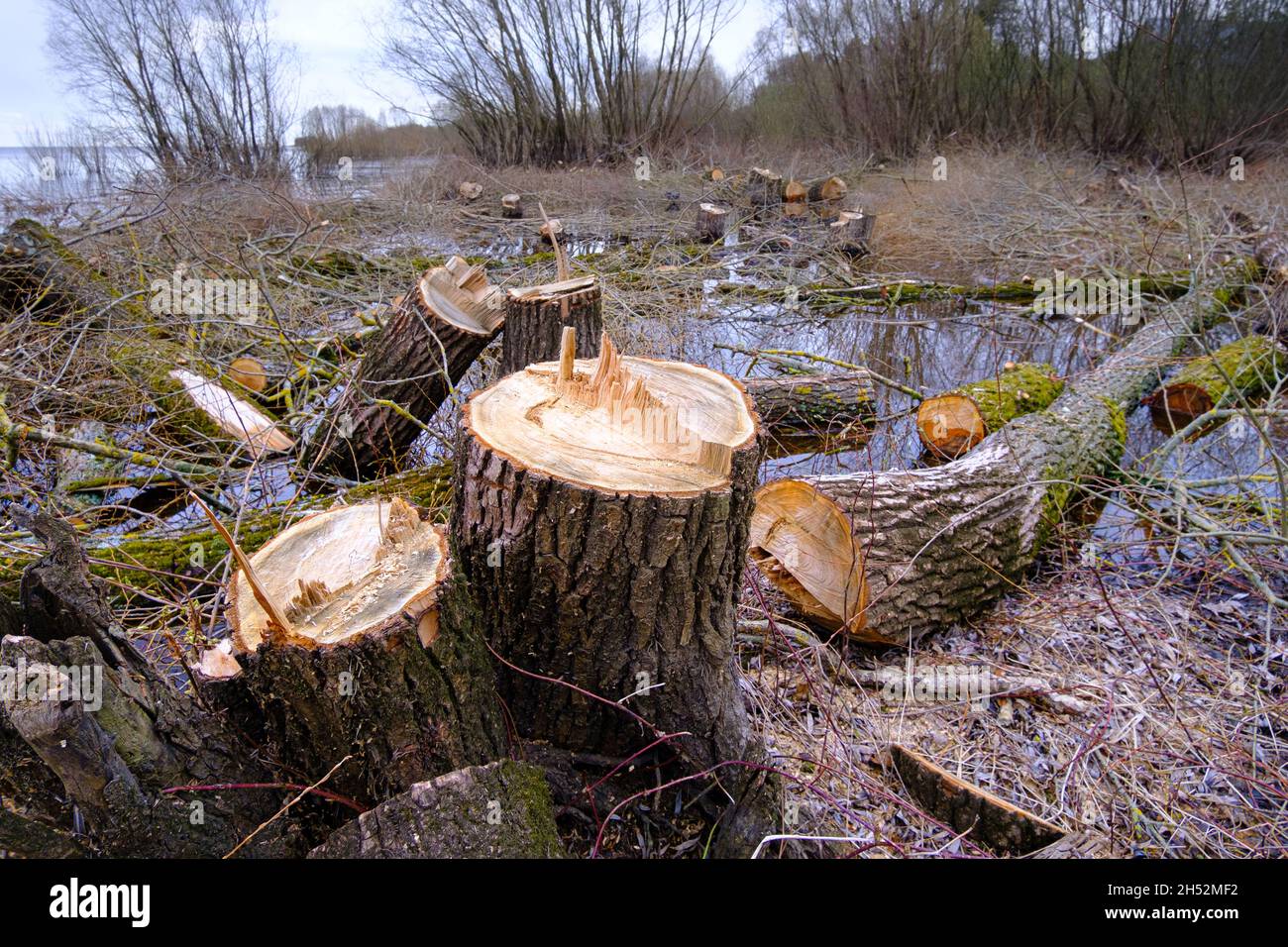 Stumps and felled trees. The problem of deforestation. Environmental concerns. Stock Photo