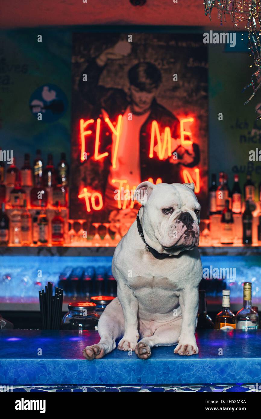 bulldog sitting on bar counter in nightclub Stock Photo