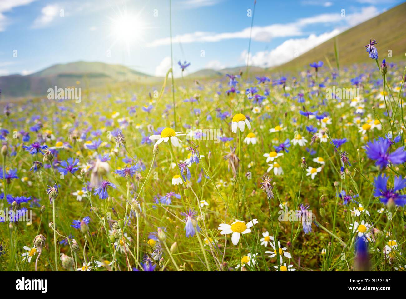 Various wild flowers in a beautiful summer field lit by sun Stock Photo ...