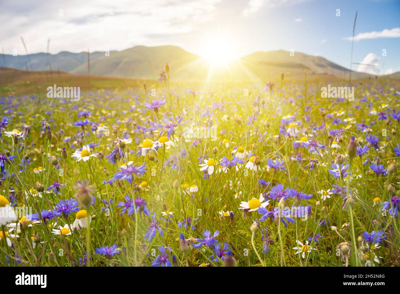 Various wild flowers in a beautiful summer field lit by sun Stock Photo ...