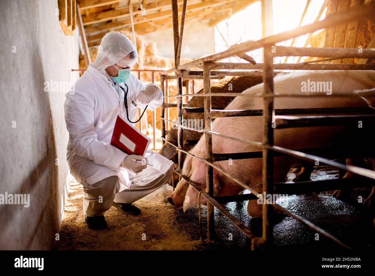 Young veterinary examination with stethoscope in a pigsty Stock Photo ...