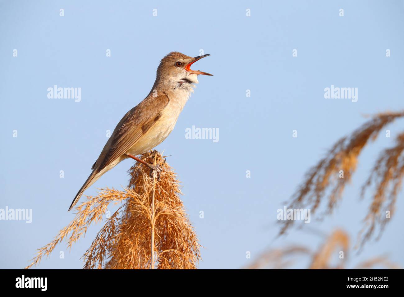 An adult male Great Reed Warbler (Acrocephalus arundinaceus) singing on top of a reed in spring near Lake Kerkini in northern Greece Stock Photo