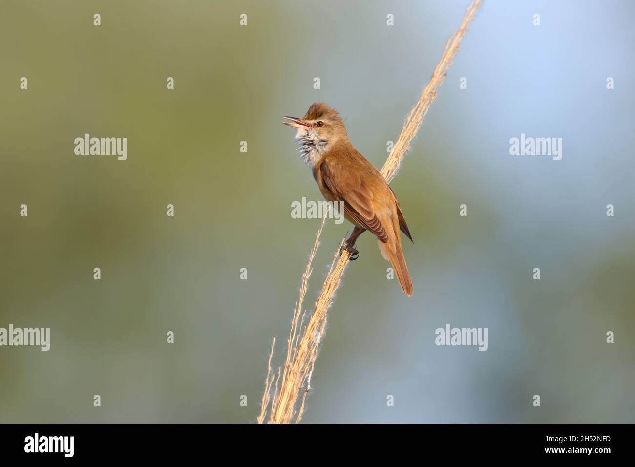 Reedtop hi-res stock photography and images - Alamy