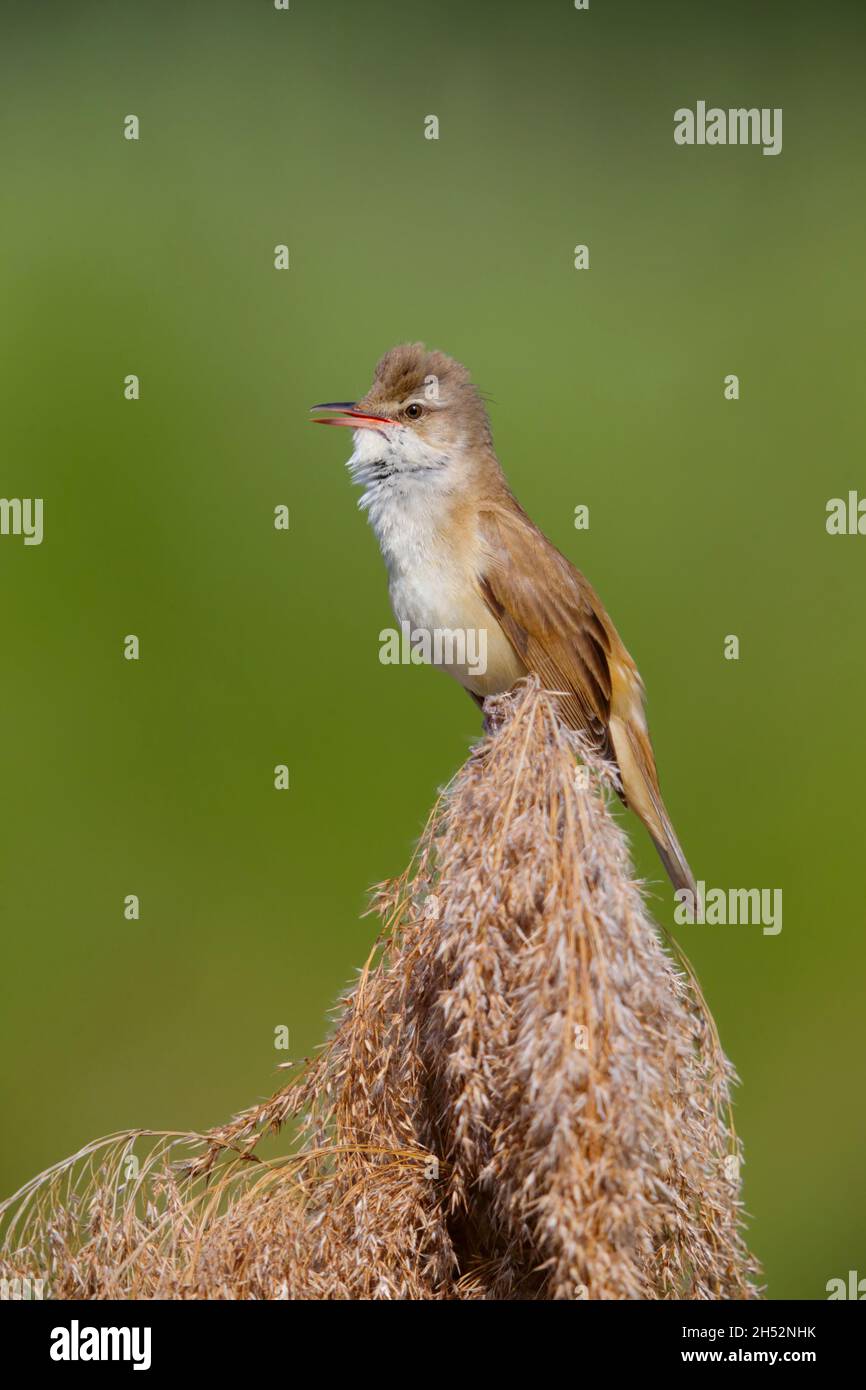 An adult male Great Reed Warbler (Acrocephalus arundinaceus) singing on top of a reed in spring near Lake Kerkini in northern Greece Stock Photo